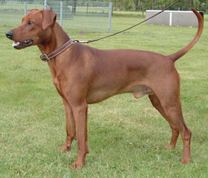 AILTON vom Lotter Kreuz | German Pinscher 