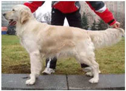 NAYDZHELA GOLD DENNY | Golden Retriever 