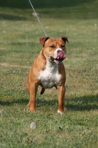 Alco | American Staffordshire Terrier 