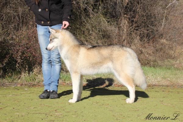 Trinacria's Carnavale | Siberian Husky 