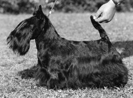 Brueik Spellbinder | Scottish Terrier 