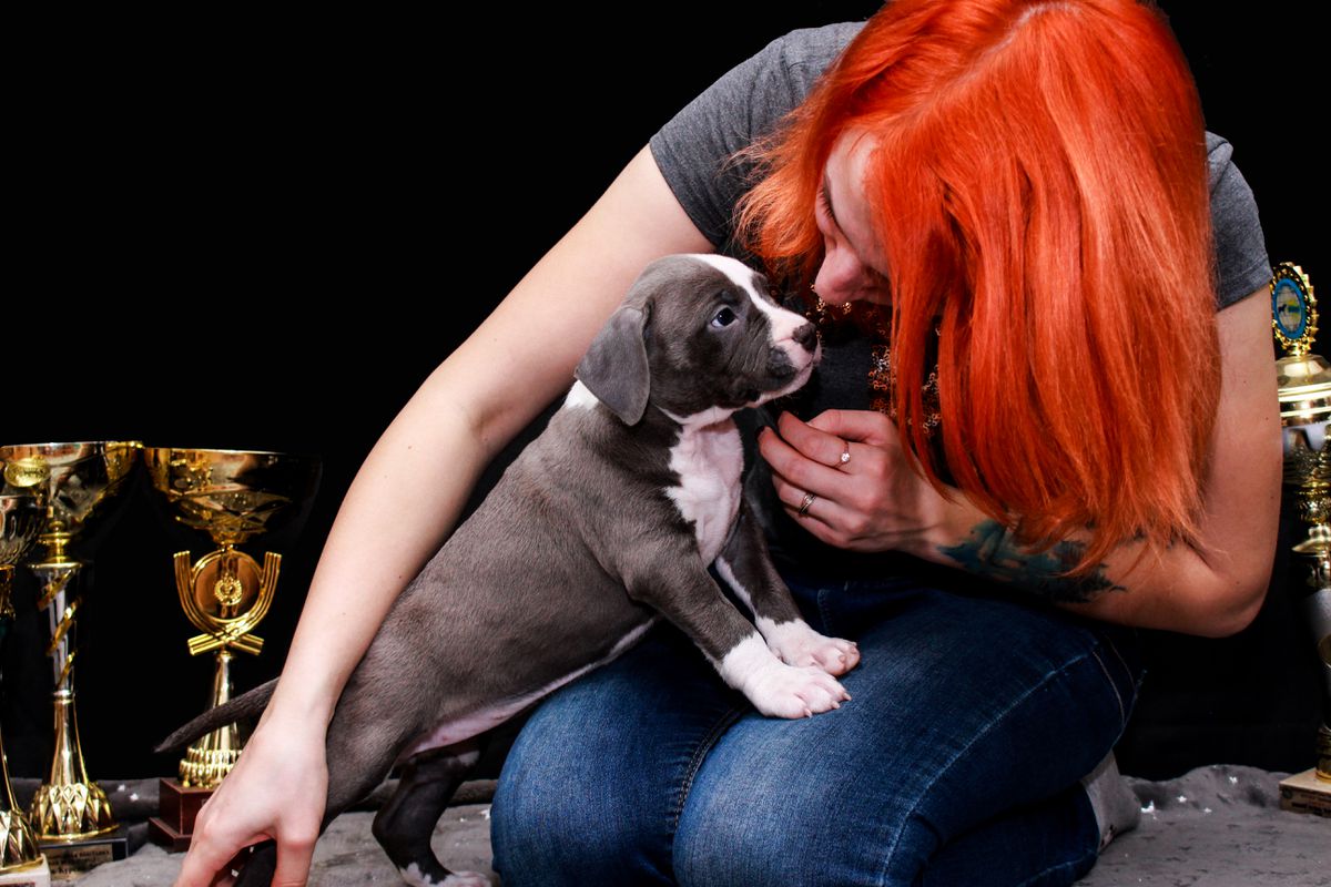 ANGOL AMERICAN DREAM VENI VIDI VICI | American Staffordshire Terrier 