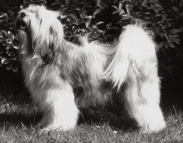 GAMPO VON PARU | Tibetan Terrier 