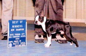 Kennedy'S keepsake of renea | Boston Terrier 