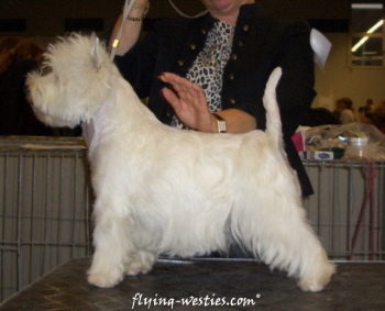 Maverick's Million Dollar Baby | West Highland White Terrier 