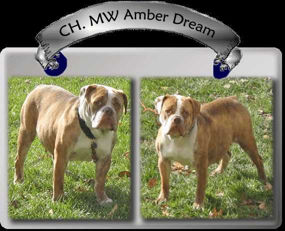 Midwests Amber Dream | Olde English Bulldogge 