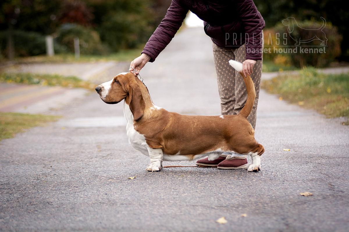 Pridebass Ole Lukoye | Basset Hound 