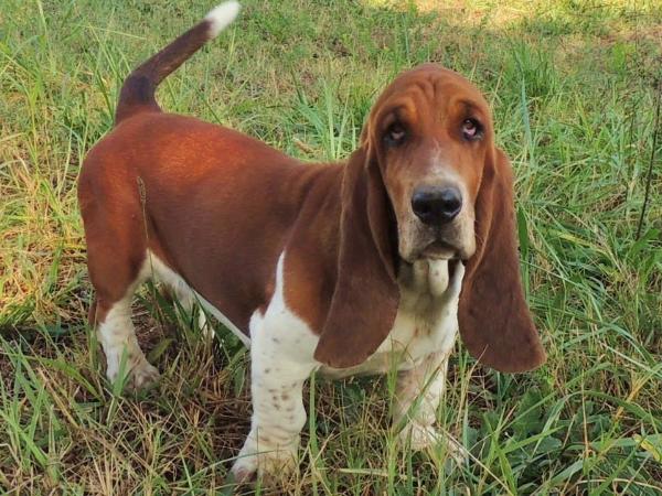 Janzen's Jane | Basset Hound 