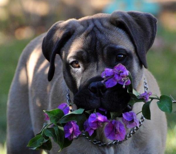 Bailefour da casa alto cristelo | Bullmastiff 