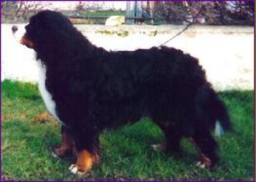 Tertzo's Lady Killer | Bernese Mountain Dog 