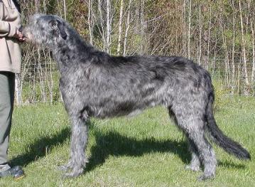 Wolfhouse Ormandy | Irish Wolfhound 