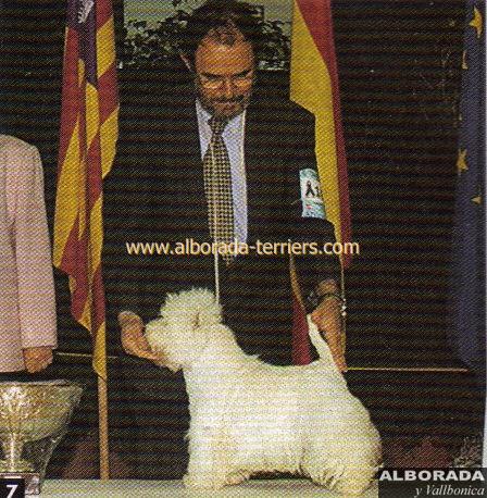 Alborada Con Él | West Highland White Terrier 