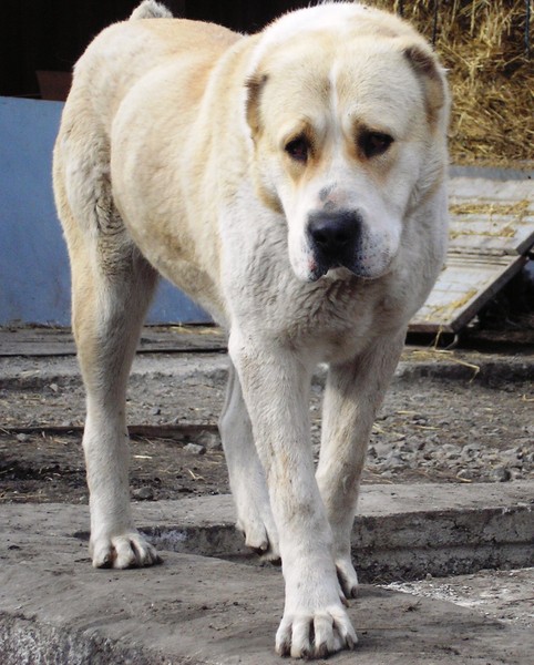Blesk Urala Cunami | Central Asian Shepherd Dog 