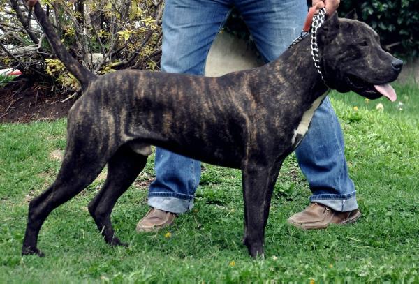 Ferriz jagger | American Pit Bull Terrier 