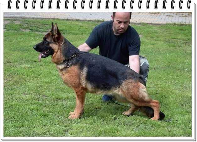 Trixy von Haus Wildprinces | German Shepherd Dog 