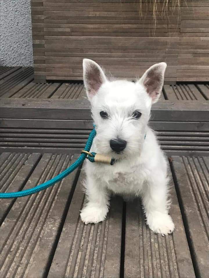 Mango Trentino Santo | West Highland White Terrier 