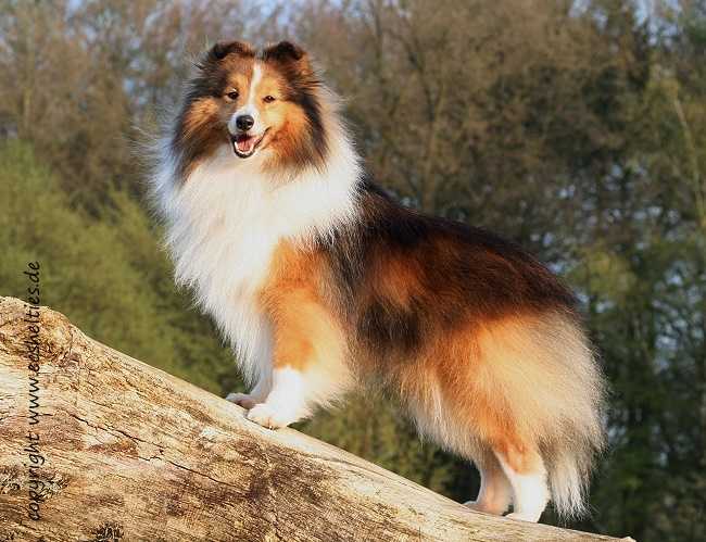 Sensusan Koh-I-Jus | Shetland Sheepdog 