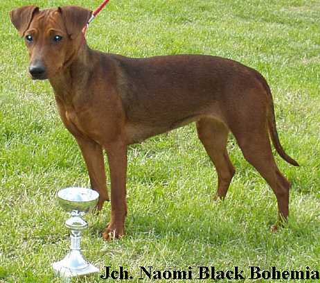 NAOMI Black Bohemia | German Pinscher 