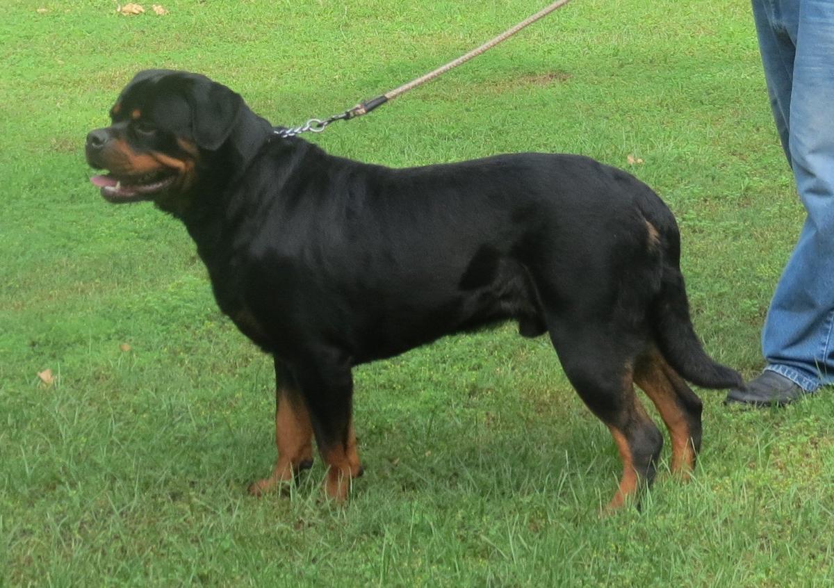 AUGUSTUS VON WEILERS HOUSE | Rottweiler 