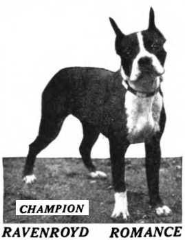 Ravenroyd Romance | Boston Terrier 