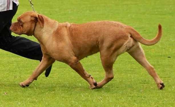 Surveiller Hally | Dogue de Bordeaux 