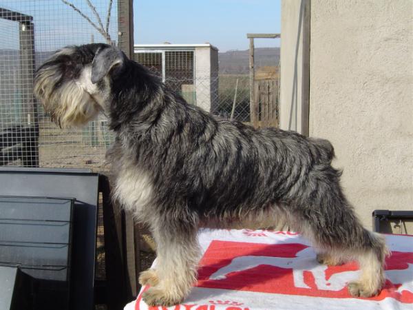 Riberbox Hércules | Miniature Schnauzer 