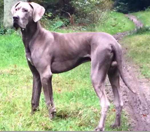 Royal's Rising of the Phoenix | Great Dane 