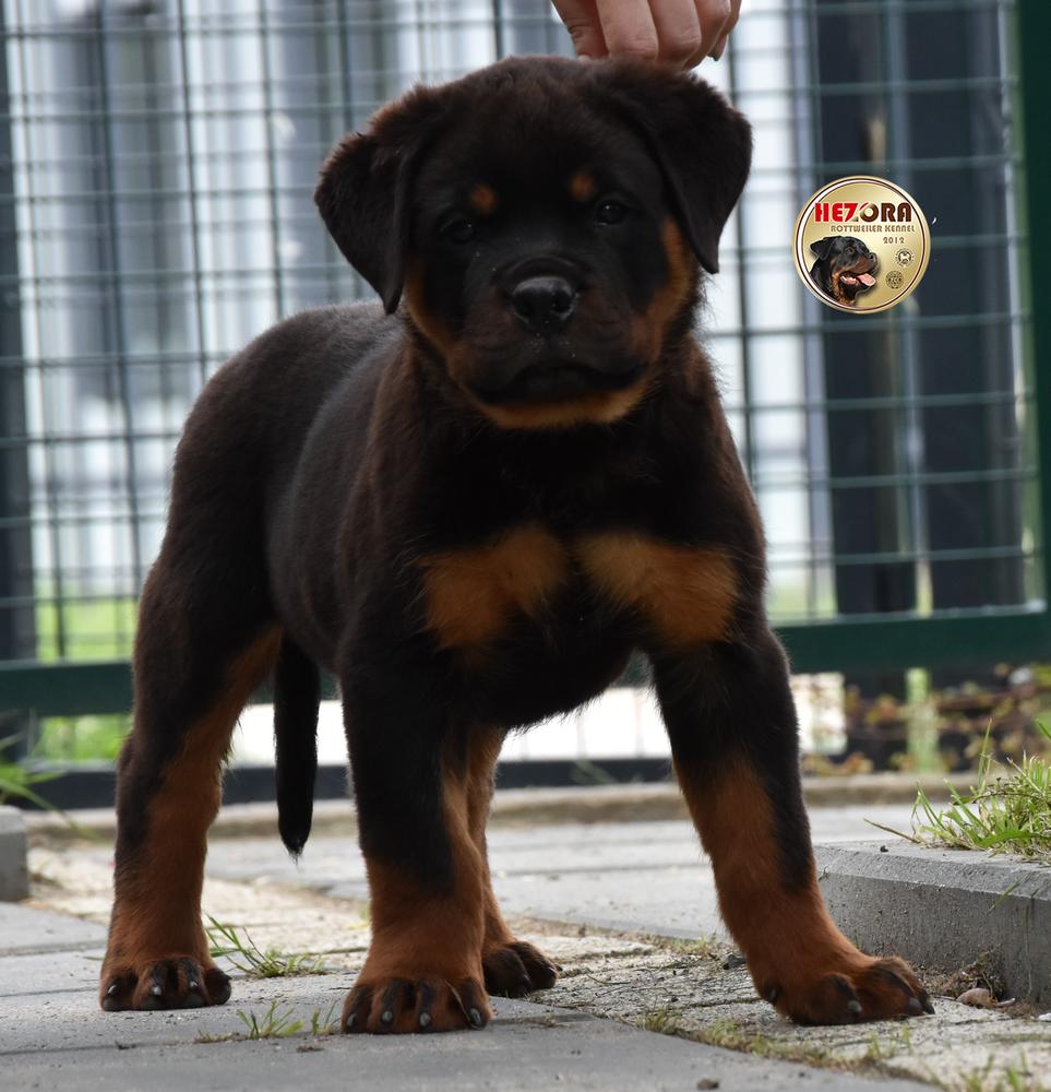 FLOW Hezora | Rottweiler 