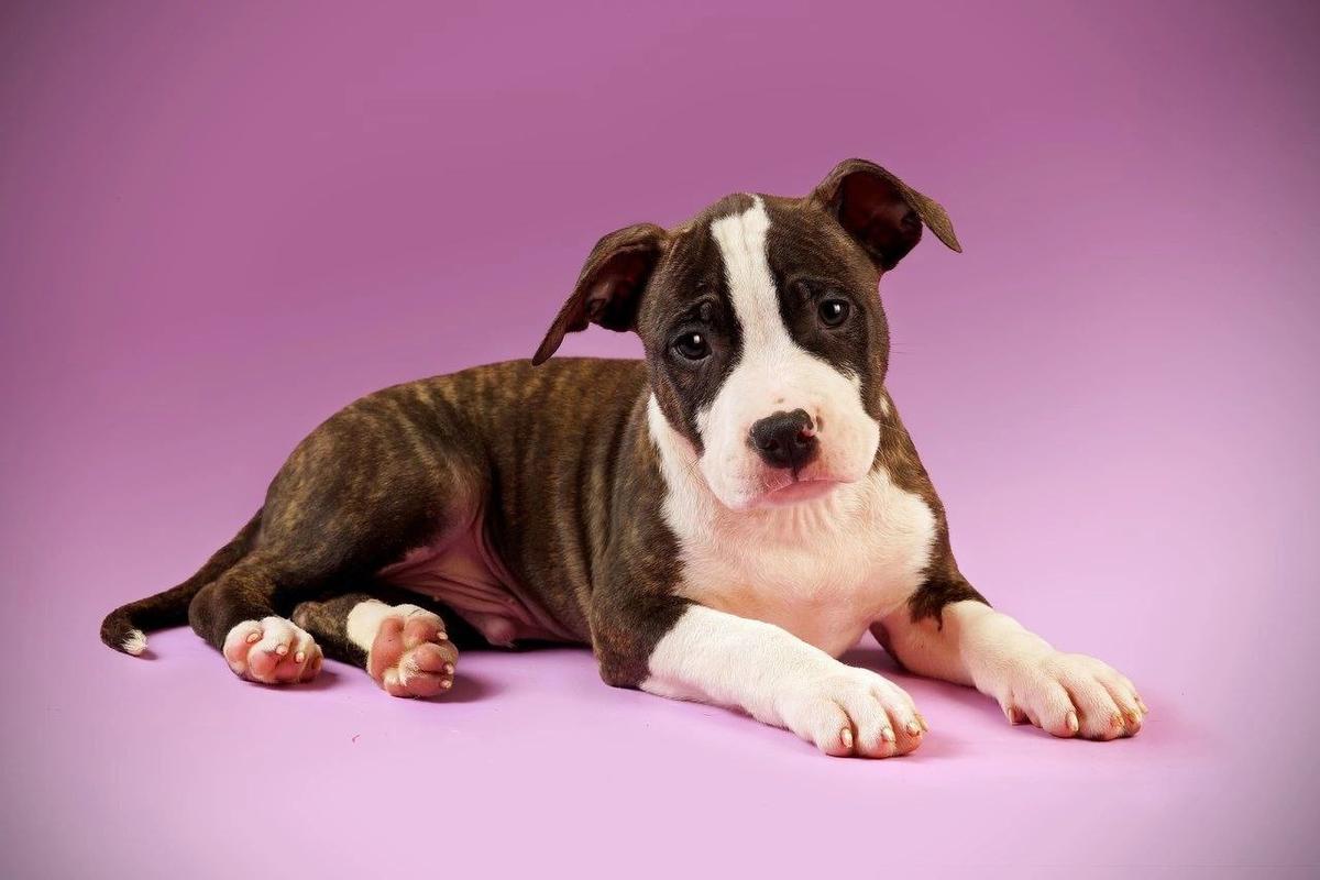 Underground Line Flush-Royal | American Staffordshire Terrier 