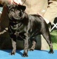 Rose's Morpheus ROM | Pug 