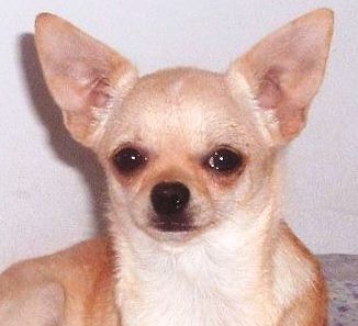 NARA BR LISARB | Chihuahua 