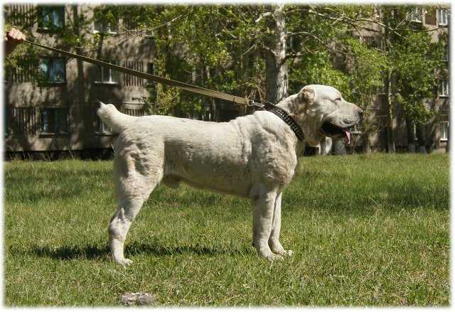 Ali Aladja Inylchek | Central Asian Shepherd Dog 