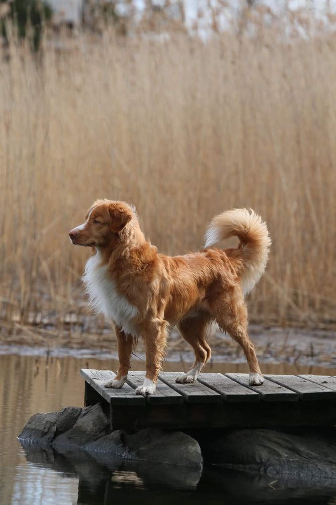 Tail'ored Dream Lives On | Nova Scotia Duck Tolling Retriever 