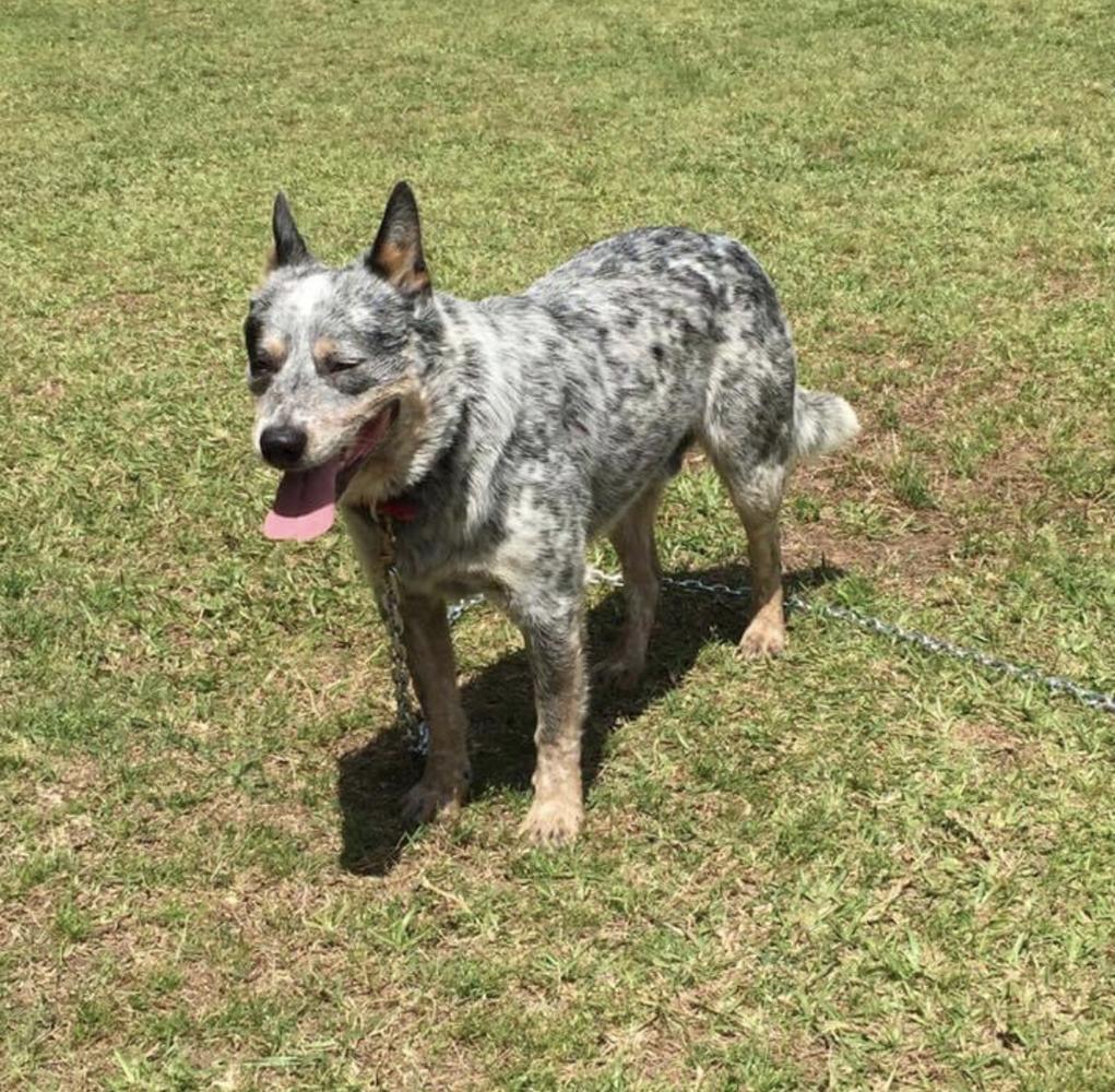 TIMBERS GRAND SLAM | Australian Cattle Dog 