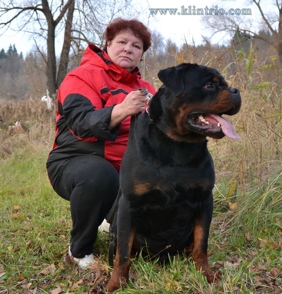 RENEISSANCE FIRE ATLANT KLIN TRIO | Rottweiler 