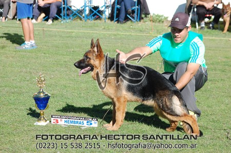 fama du montglane | German Shepherd Dog 