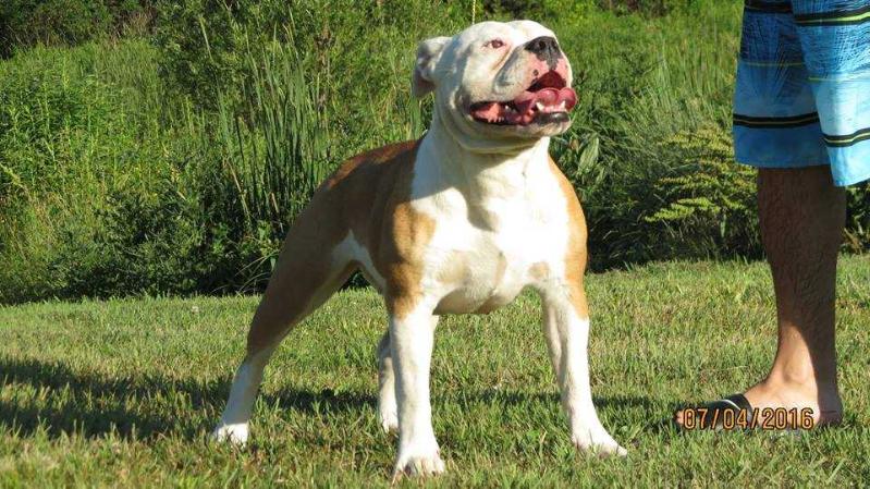 Nuyorican Bulldogges Kanny | Olde English Bulldogge 