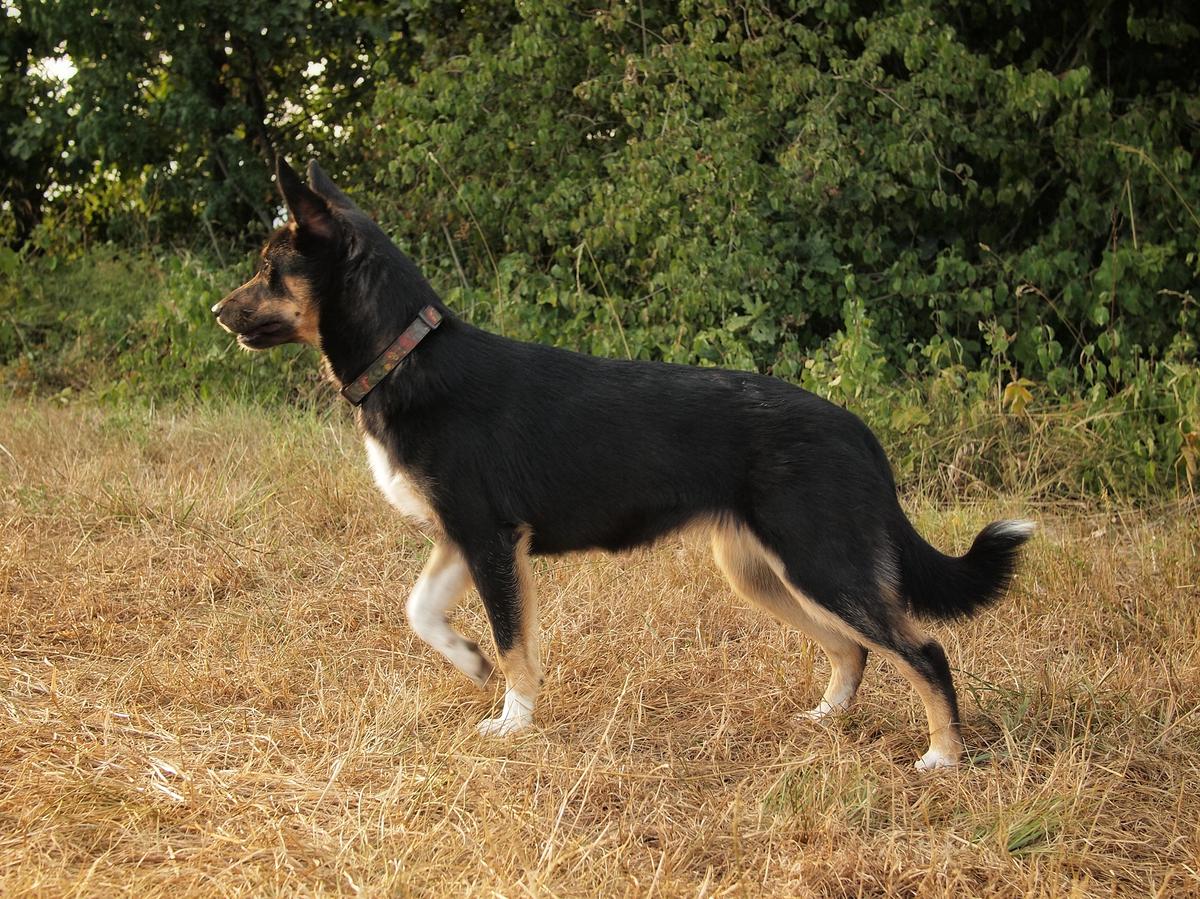 Gaskaijabeaivváš | Lapponian Herder 