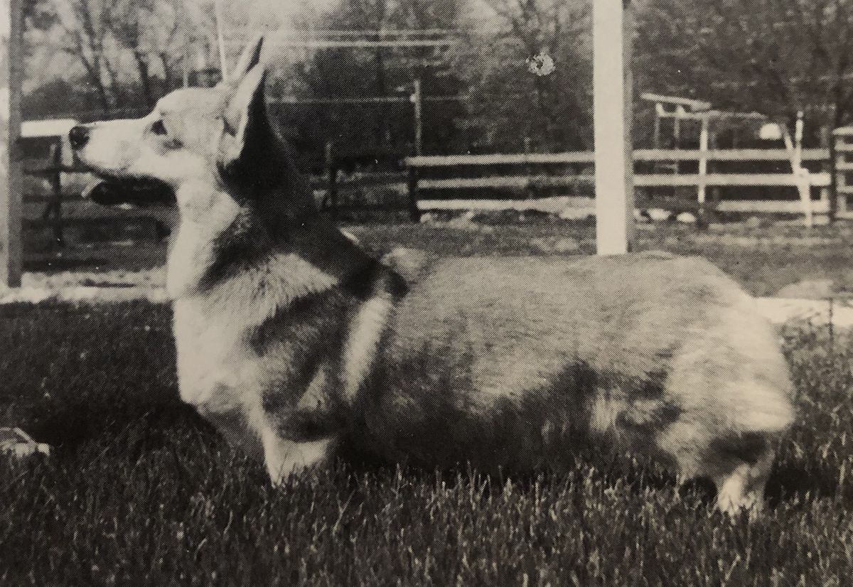 Linvars May Girl | Pembroke Welsh Corgi 