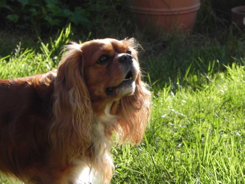 Charlie Barley | Cavalier King Charles Spaniel 