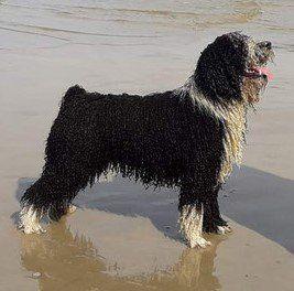 Campeón de la Ribera del Genil | Spanish Water Dog 
