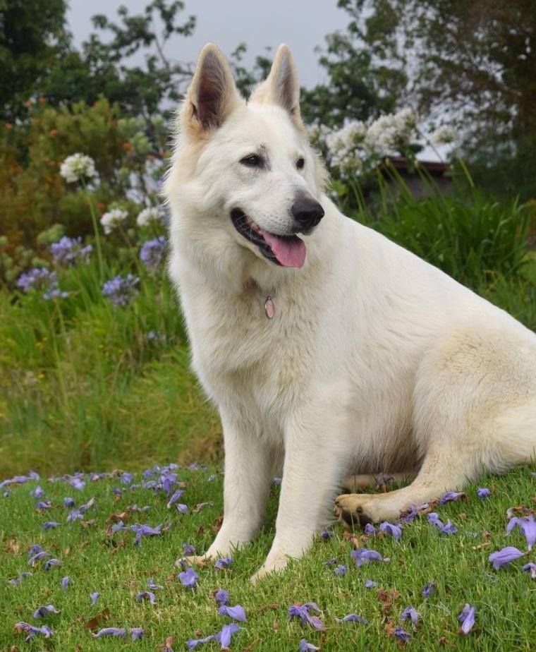 SoverenPark Ice Polar Star | White Swiss Shepherd Dog 