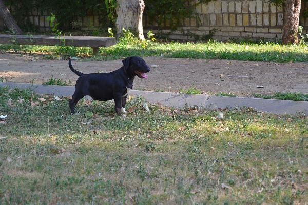 Ares de Amaissbull | Bull Terrier 