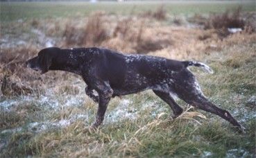 Maya du Clos des Morandes | German Shorthaired Pointer 