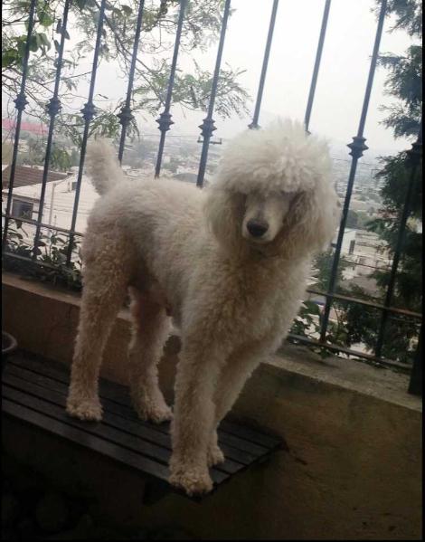 Tikky (rico) | Poodle 