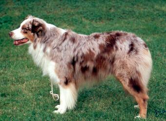 Scouts Honor of Imagineer | Australian Shepherd 