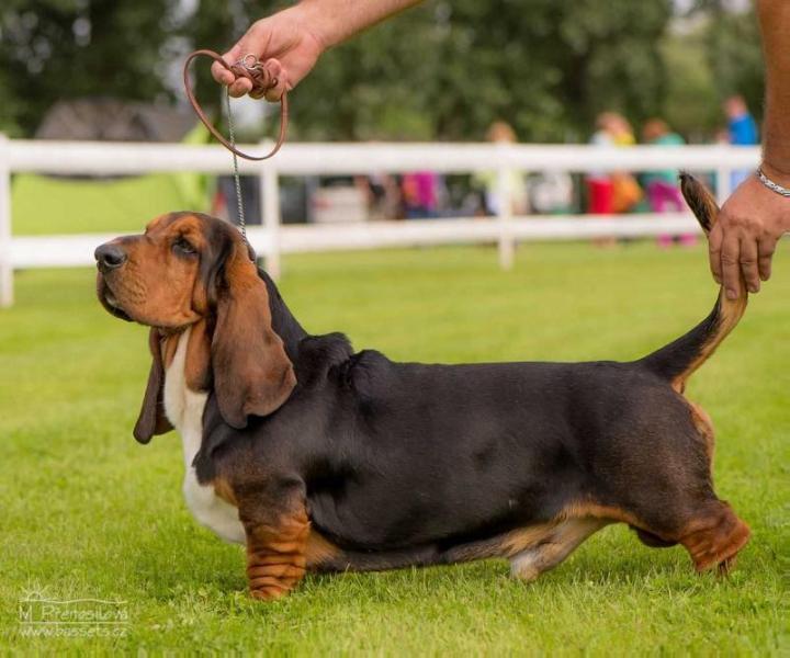 Keaton Gloomy clown | Basset Hound 