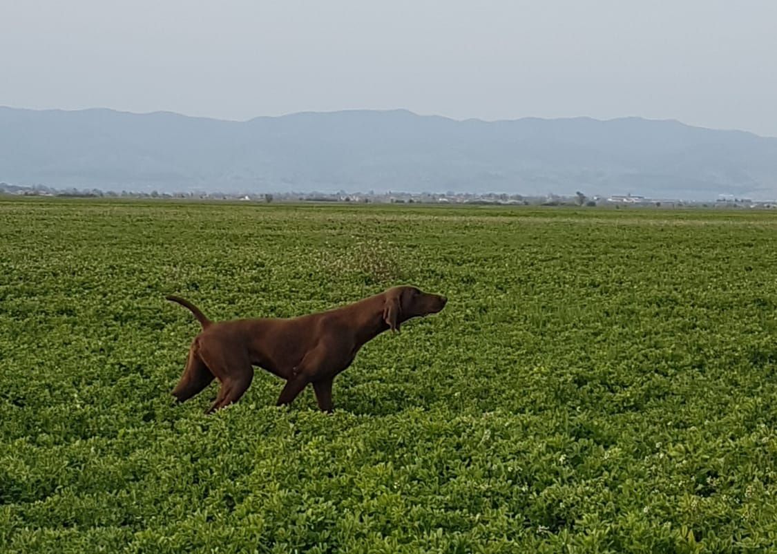 Valencia del Traki | German Shorthaired Pointer 