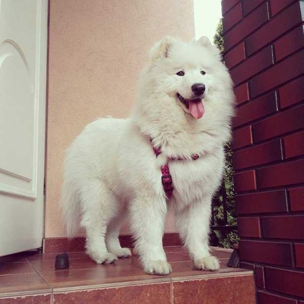 EQUILIBRIUM OF HONEY Magia Syberii | Samoyed 