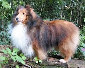 Laureate Laramie | Shetland Sheepdog 